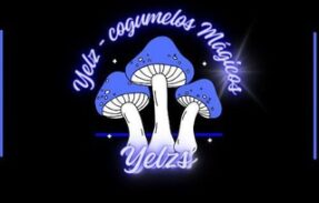 Yelzs – Cogumelos mágicos