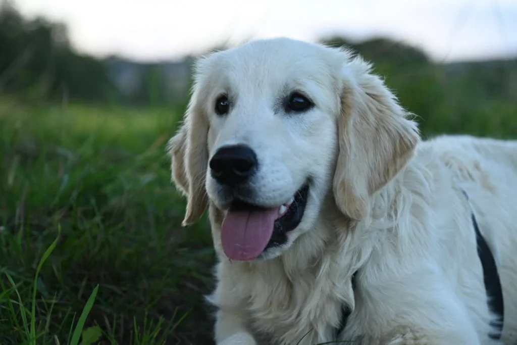 Como Encontrar um Veterinário de Confiança Perto de Você